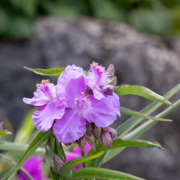 Tradescantia - andersoniana - Sweet Elegance - Deskstroo01