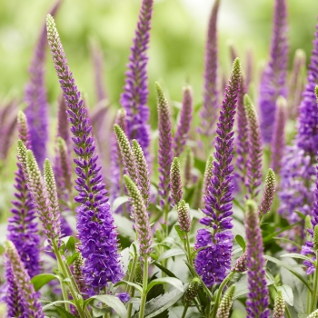 Veronica - spicata - Purplegum Candles - Verpurg