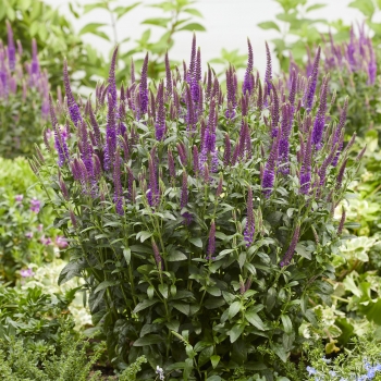 Veronica - spicata - Purplegum Candles - Verpurg