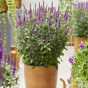 Veronica - spicata - Purplegum Candles - Verpurg