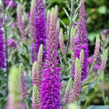 Veronica - spicata - Purplegum Candles - Verpurg