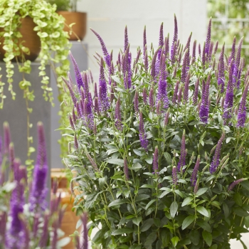 Veronica - spicata - Purplegum Candles - Verpurg