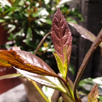 Viburnum - odoratissinum - Coppertop - Brant01