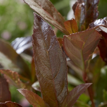 Viburnum - odoratissimum - Coppertop - Brant01