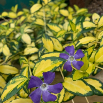 Vinca - minor - Blue Sky - SUSILL