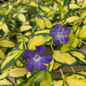 Vinca - minor - Blue Sky - SUSILL