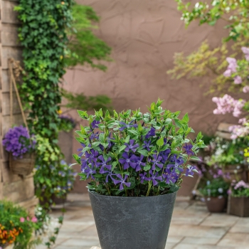 Vinca - minor - Blue Waves  - BRS3