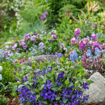 Vinca - minor - Blue Waves  - BRS3