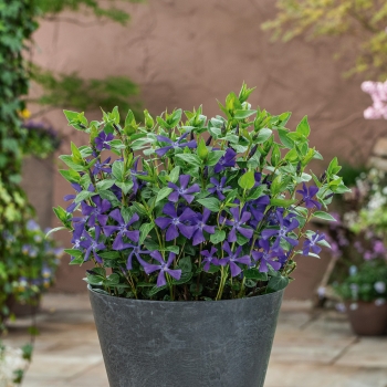 Vinca - minor - Blue Waves  - BRS3