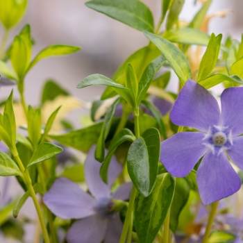 Vinca - minor - Blue Sky - SUSILL