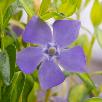 Vinca - minor - Blue Sky - SUSILL