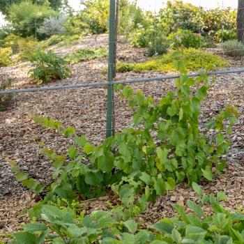 Vitis - vinifera - Muscadine  - D-20-06034