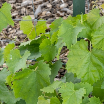 Vitis - vinifera - Muscadine  - D-20-06034