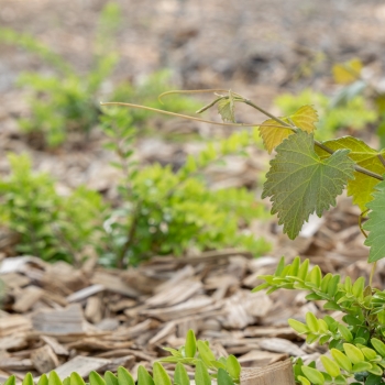 Vitis - vinifera - Muscadine  - D-20-06034