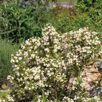 Weigela - hybride - Bianco - TVP4