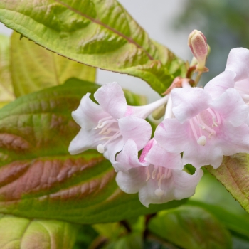 Weigela - hybride - Lime Monster - COV