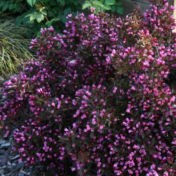 Weigélia Ruby Queen