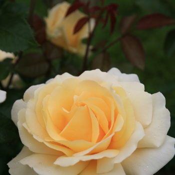 Rosa - hybride - Winter Sun® - korbatam