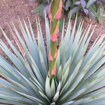 Yucca - filamentosa × rostrata - French Flag - yuccaam1