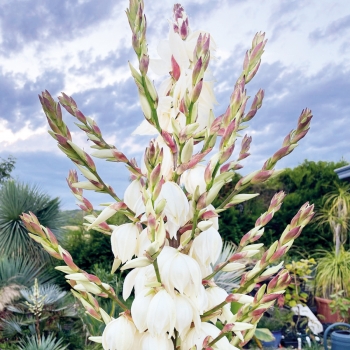 Yucca - filamentosa × rostrata - French Flag - yuccaam1