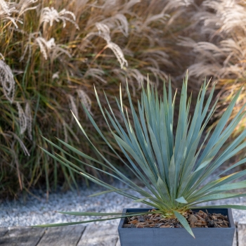 Yucca - filamentosa × rostrata - French Flag - yuccaam1