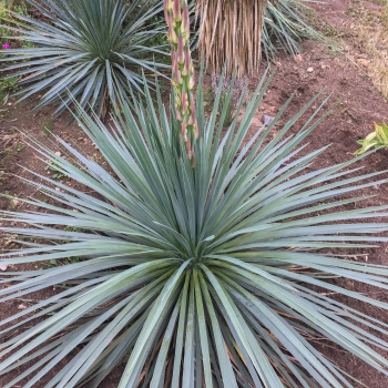 Yucca - glorosia x recurvifolia - Katana - Yuccakata