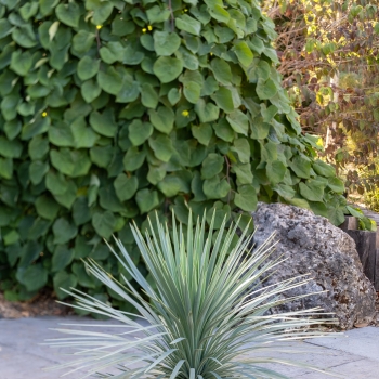 Yucca - glorosia x recurvifolia - Katana - Yuccakata
