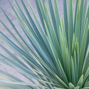 Yucca - glorosia x recurvifolia - Katana - Yuccakata