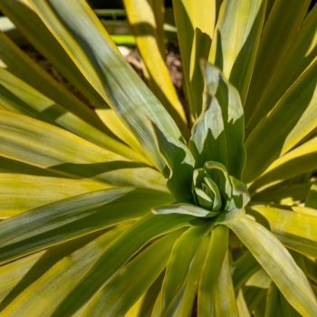 Yucca - hybride - Mellow Yellow - COV