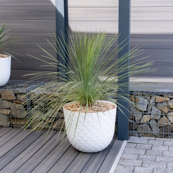 Yucca - treculeana × linearifolia - Waterfall - amyuctlc