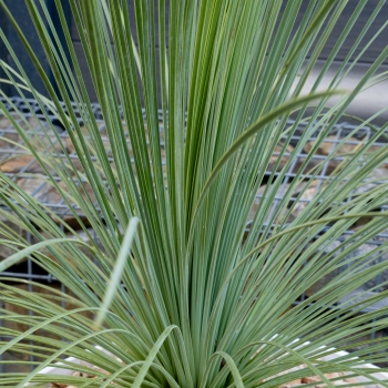 Yucca - treculeana × linearifolia - Waterfall - amyuctlc
