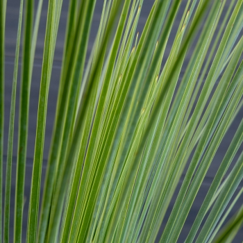 Yucca - treculeana × linearifolia - Waterfall - amyuctlc