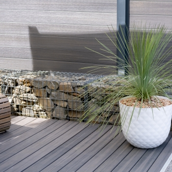 Yucca - treculeana × linearifolia - Waterfall - amyuctlc