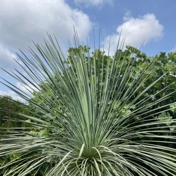 Yucca - treculeana × linearifolia - Waterfall - amyuctlc