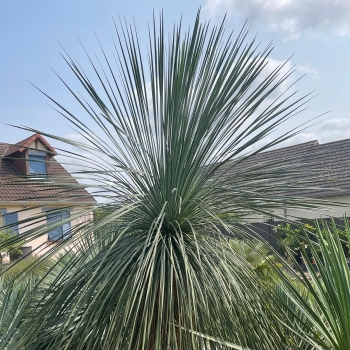 Yucca - treculeana × linearifolia - Waterfall - amyuctlc