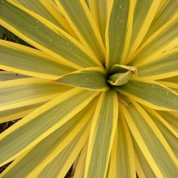 Yucca - recurvifolia - Bright Star - Walbristar