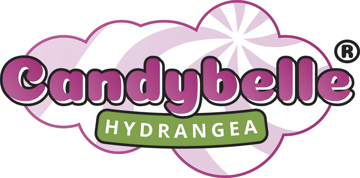 Hydrangea - arborescens - Marshmallow - GRHYAR1406