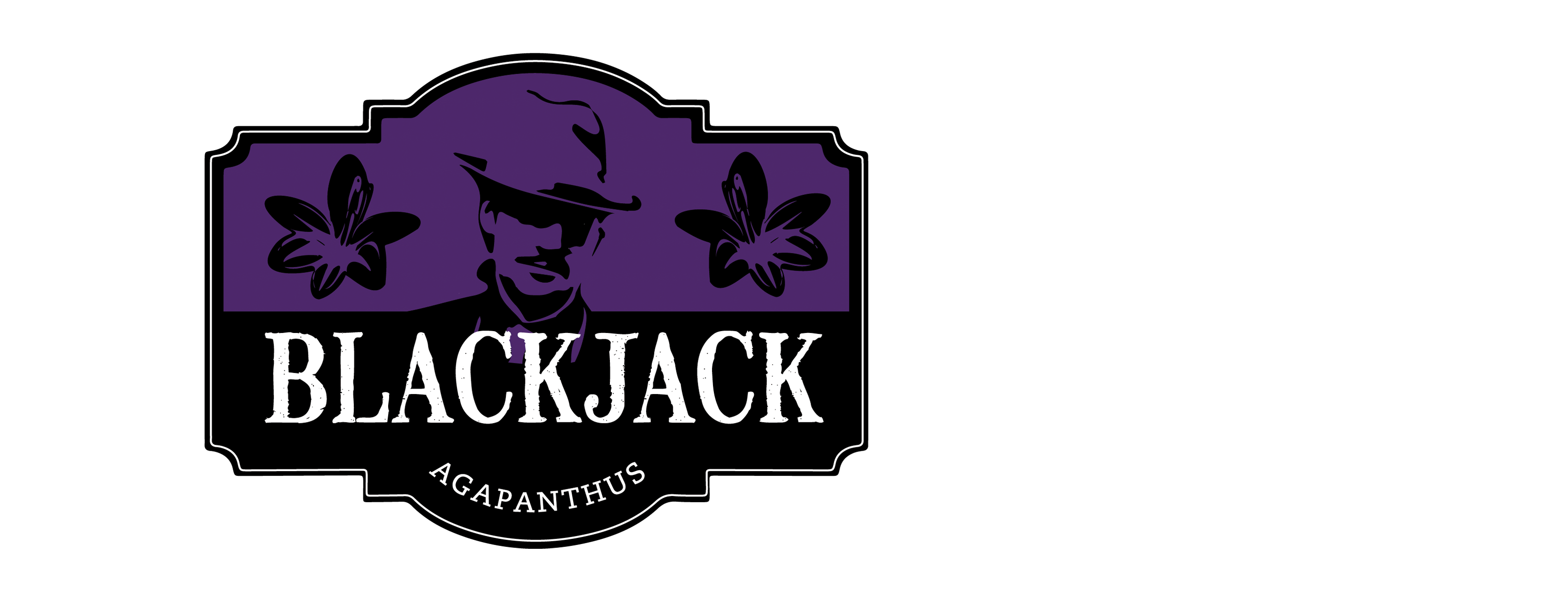 Agapanthus - hybride - BlackJack - DWAghyb02