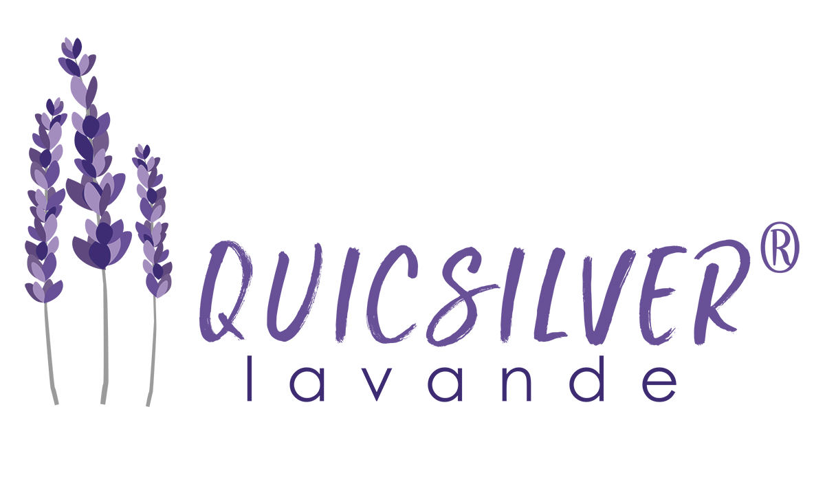 Lavandula - lanata X angustifolia - Quicsilver® - Fair14